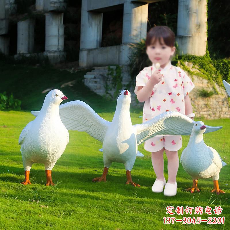 广西和平鸽唤醒内心的宁静