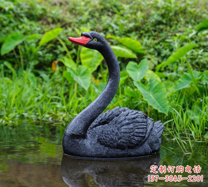 广西黑天鹅婉约鱼尾,完美呈现园林水塘水景