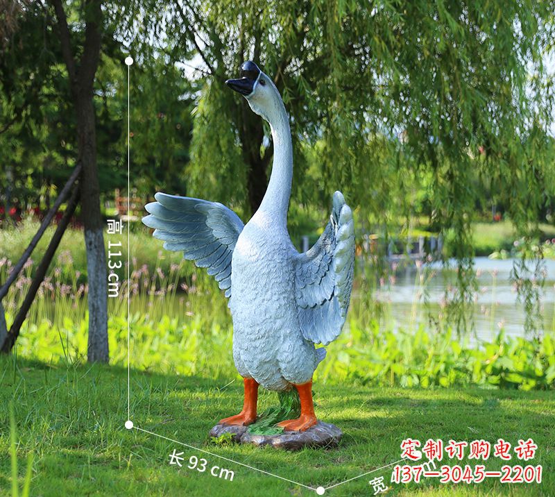 广西站立的灰色展翅天鹅