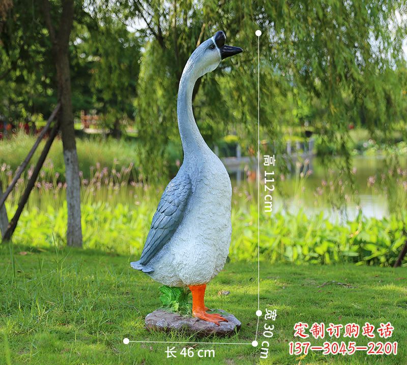 广西站立立脖灰色天鹅